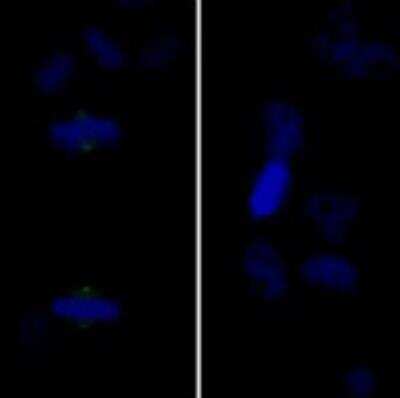 Immunocytochemistry/ Immunofluorescence: Aurora A [p Thr288] Antibody [NB100-2371]